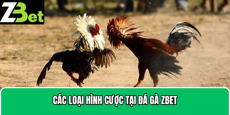 Ba ô cược có tại sảnh đá gà 