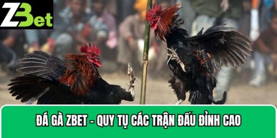 đá gà Zbet