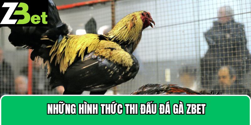 Điểm danh những hình thức đá gà Zbet hiện nay 