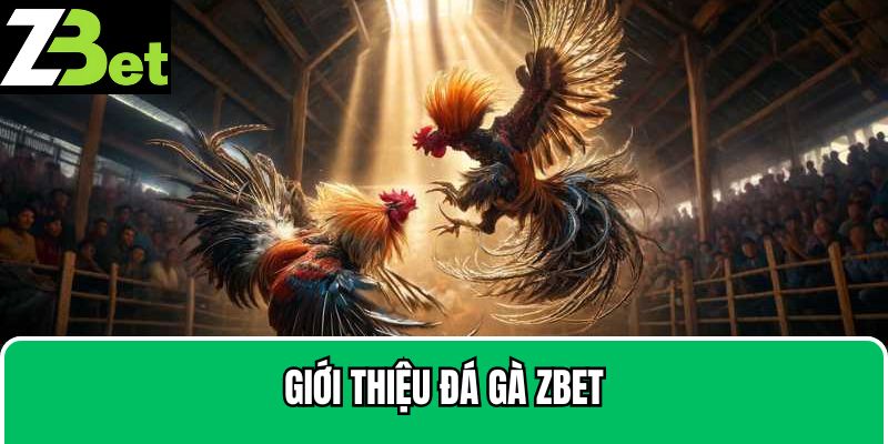 Chi tiết về đá gà Zbet nổi tiếng 
